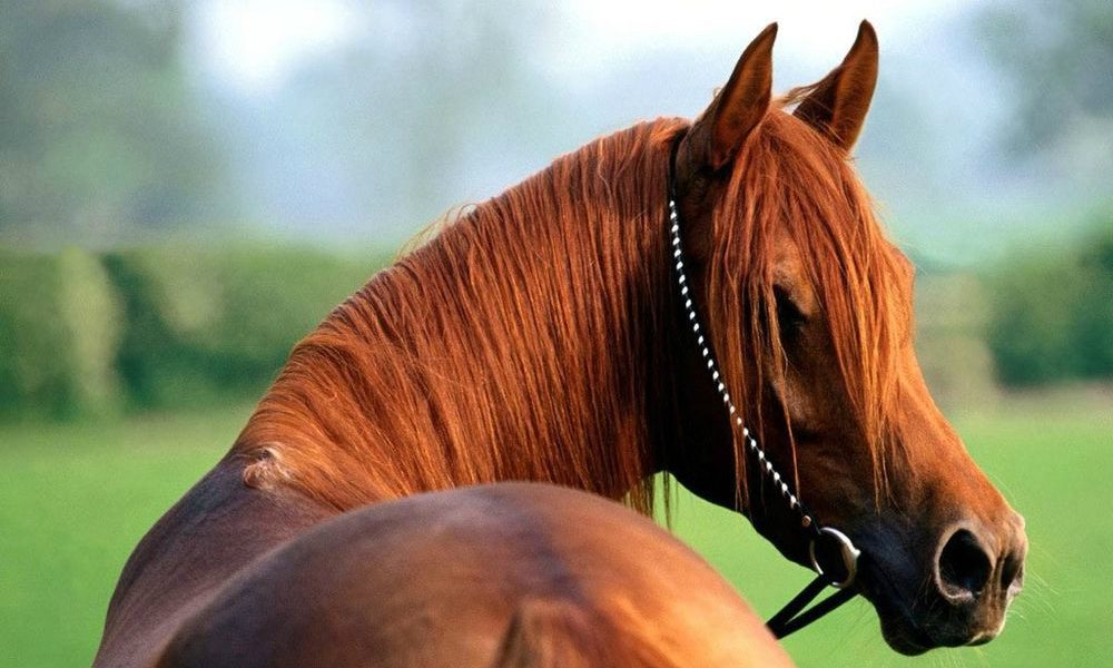 EQUI-BLU: a cavallo per essere parte del mondo e non un mondo a parte!