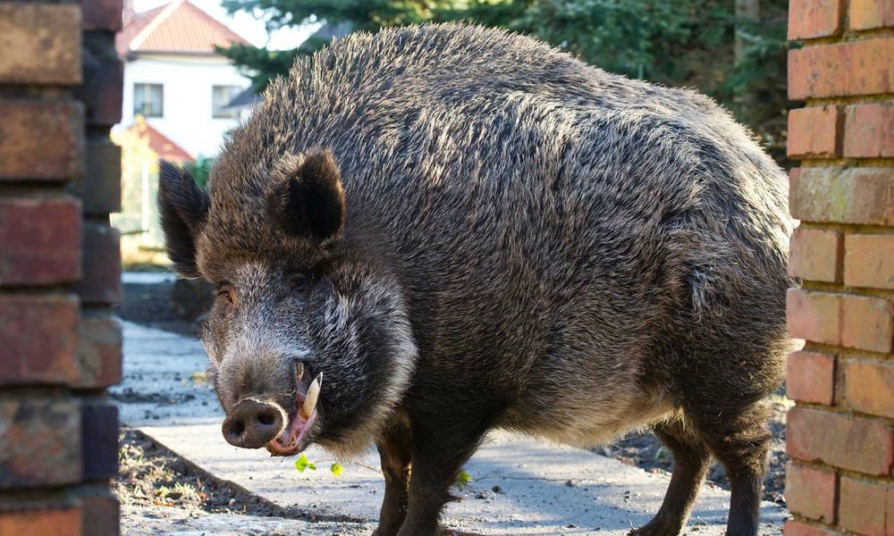 Panico al Vaticano: cinghiale corre per strada