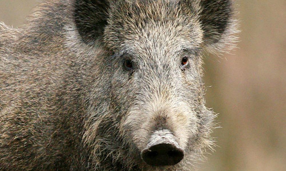 Uomo muore dopo essersi scontrato con un cinghiale: allarme a Roma