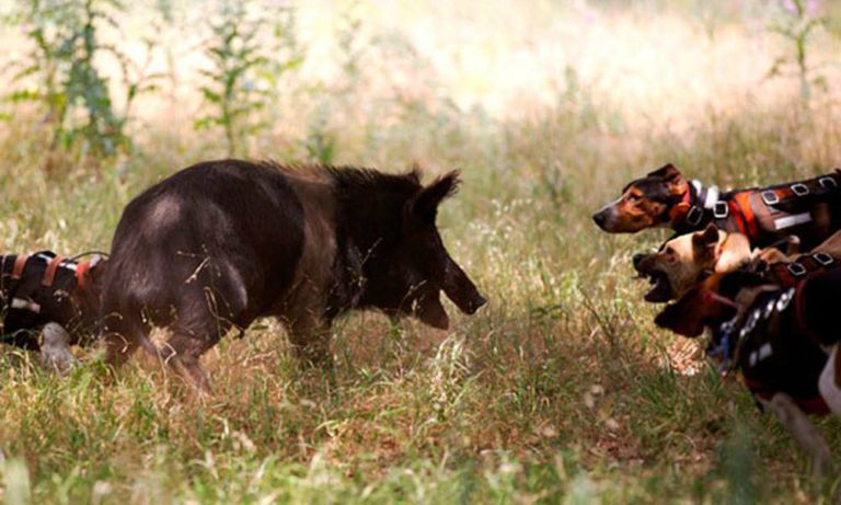 Combattimenti cani-cinghiali: ENPA e LEIDAA si costituiranno parte civile nel processo contro i responsabili