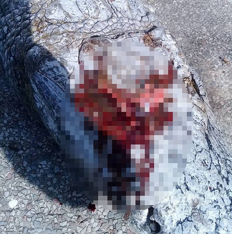 Coccodrillo ucciso a sassate nello zoo di Tunisi
