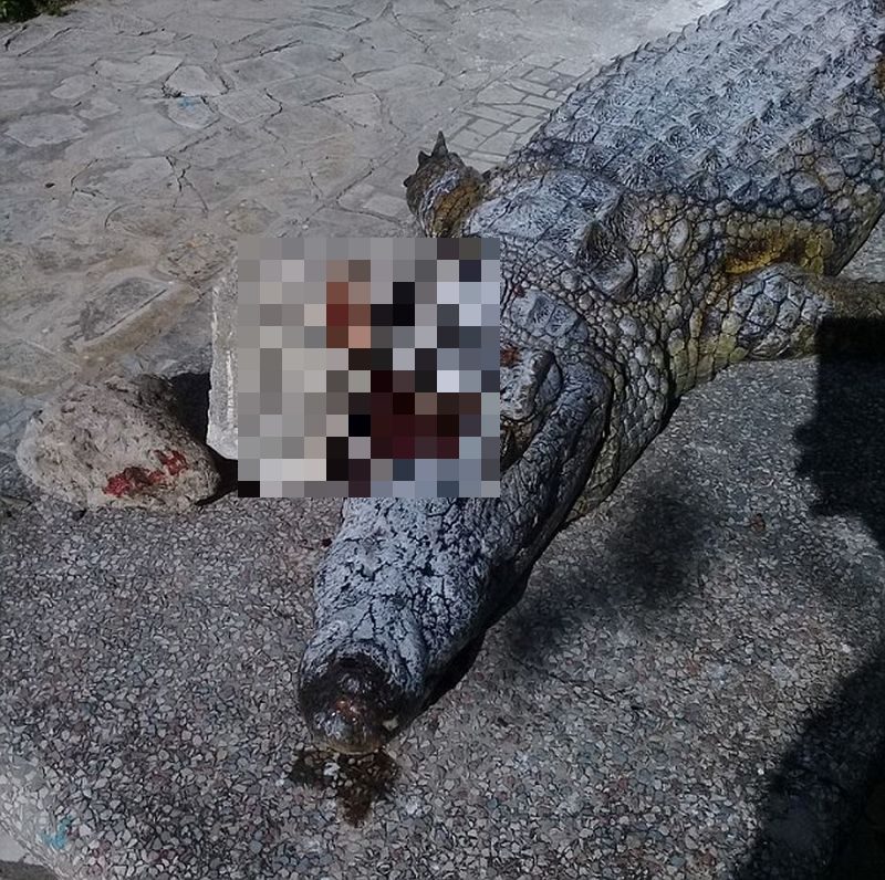 Coccodrillo ucciso a sassate nello zoo di Tunisi