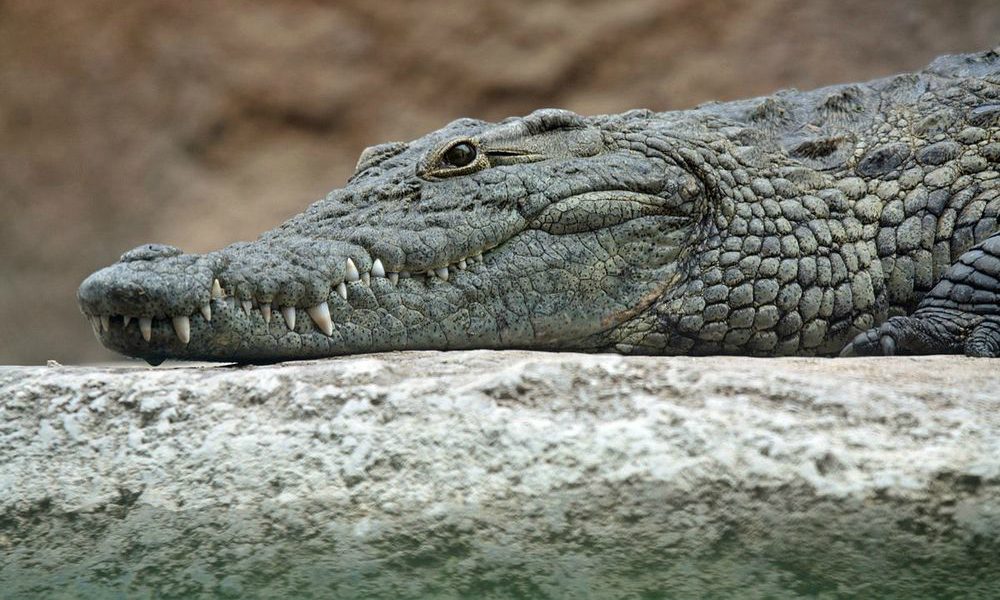 Coccodrillo ucciso a sassate nello zoo di Tunisi