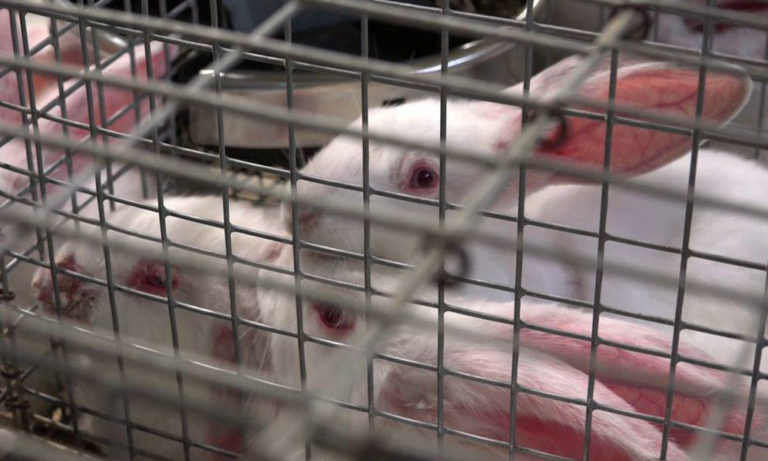 Basta conigli in gabbia: uniti per salvare i conigli dalla crudeltà degli allevamenti intensivi [VIDEO IMMAGINI FORTI]