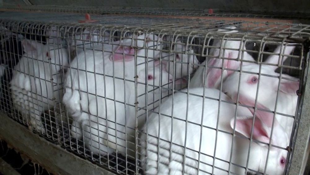 Basta conigli in gabbia: uniti per salvare i conigli dalla crudeltà degli allevamenti intensivi [VIDEO IMMAGINI FORTI]