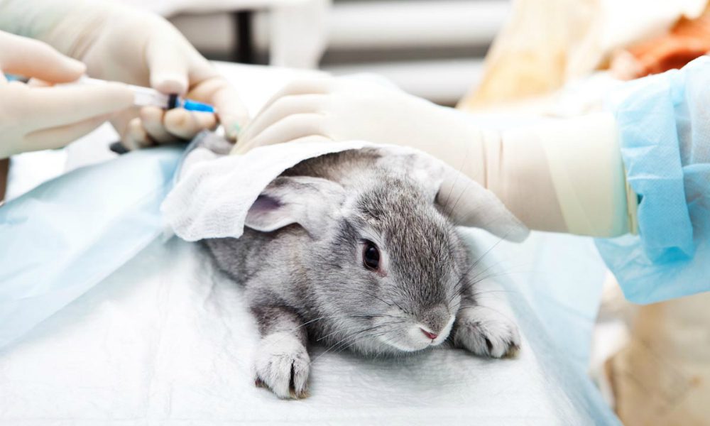“L’Esperto risponde”: i calcoli vescicali del coniglio