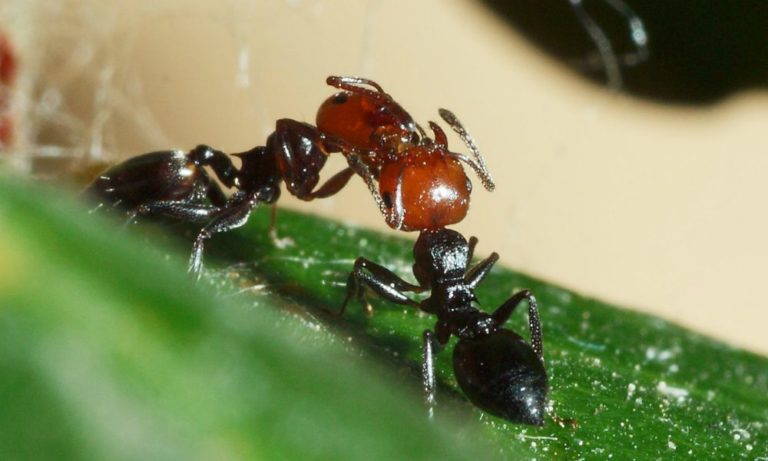 Il bacio delle formiche: una nuova incredibile scoperta