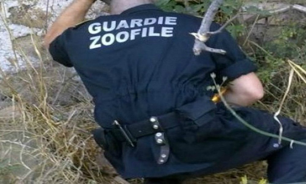 Orrore a Sondrio: uccide un cane con un forcone e infierisce sul suo cadavere