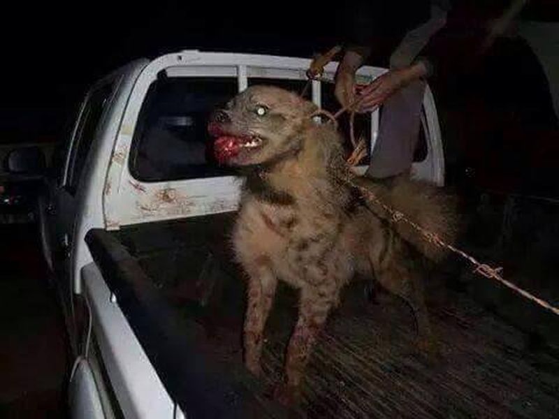 Cucciolo di cane usato come kamikaze dai terroristi dell'ISIS [VIDEO]