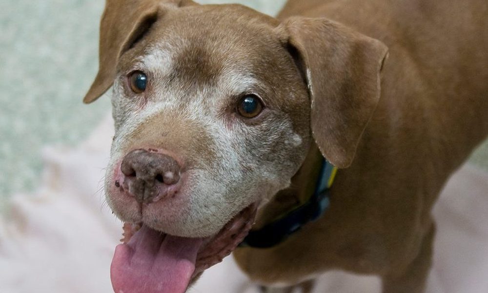 Lasciato in canile dalla famiglia, cane di 18 anni trova un nuovo papà