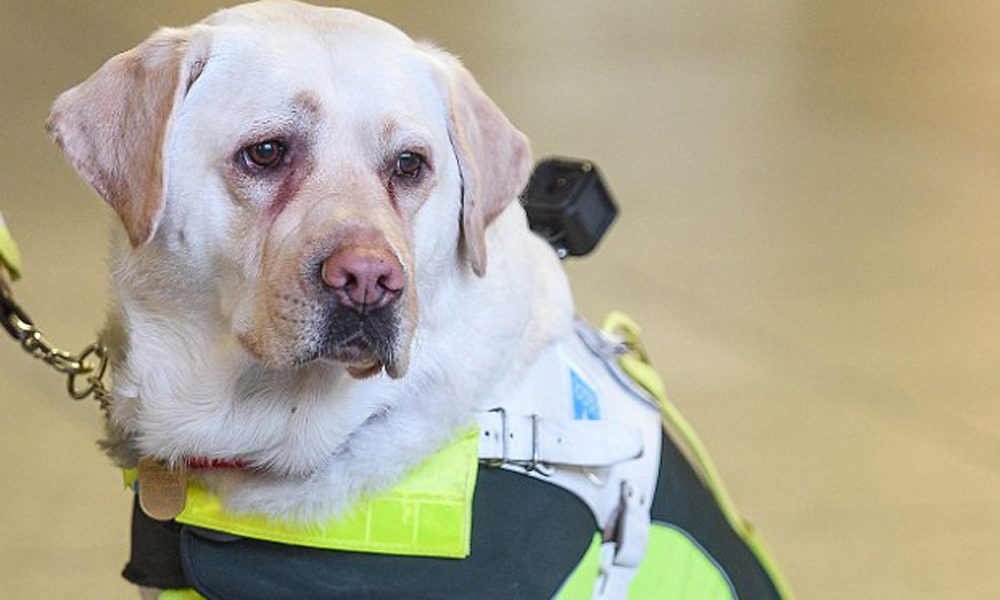 Un non vedente mette una GoPro al suo cane guida: quello che scopre è agghiacciante