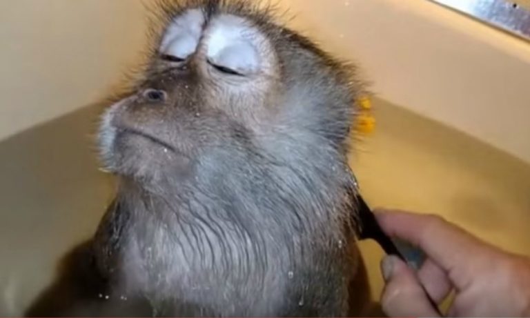 Un bagno molto rilassante… [VIDEO]