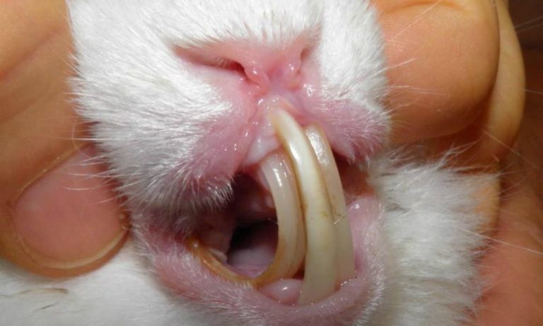 “L’esperto risponde”: la malocclusione dentale del coniglio