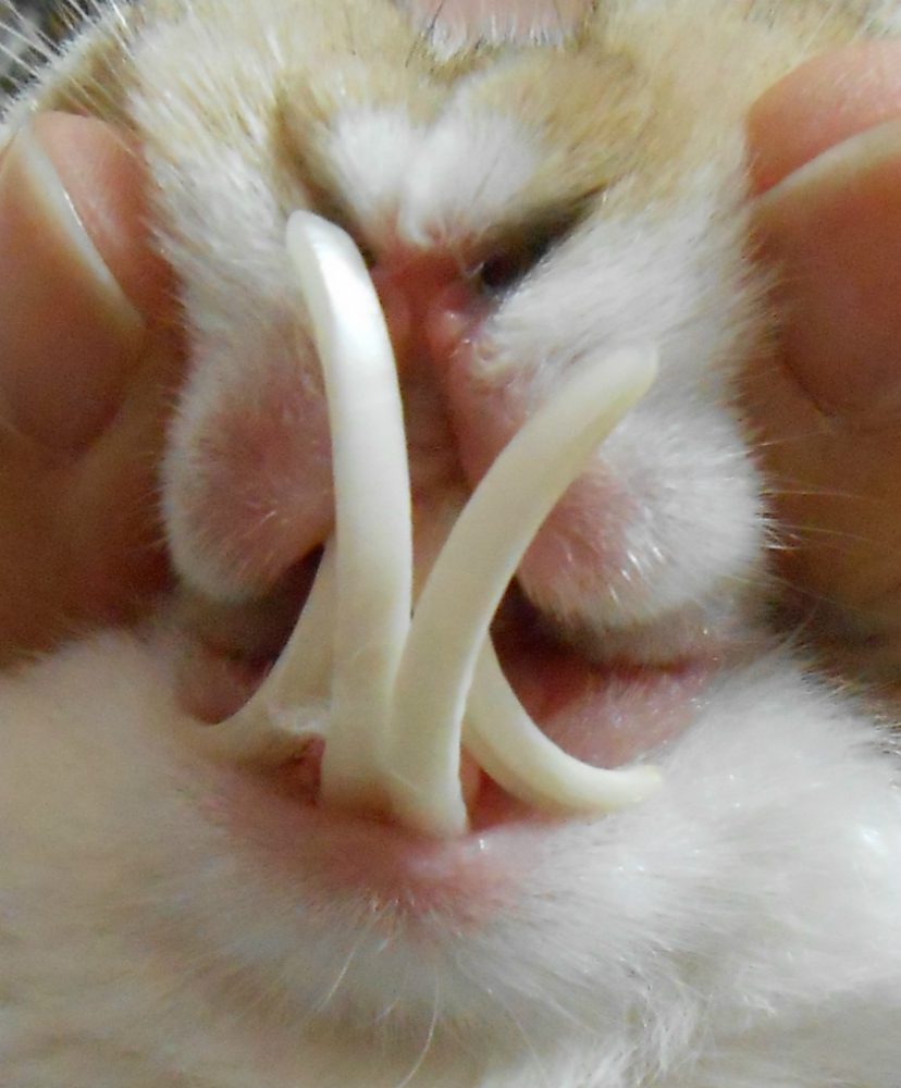 “L’Esperto risponde”: la malocclusione dentale del coniglio