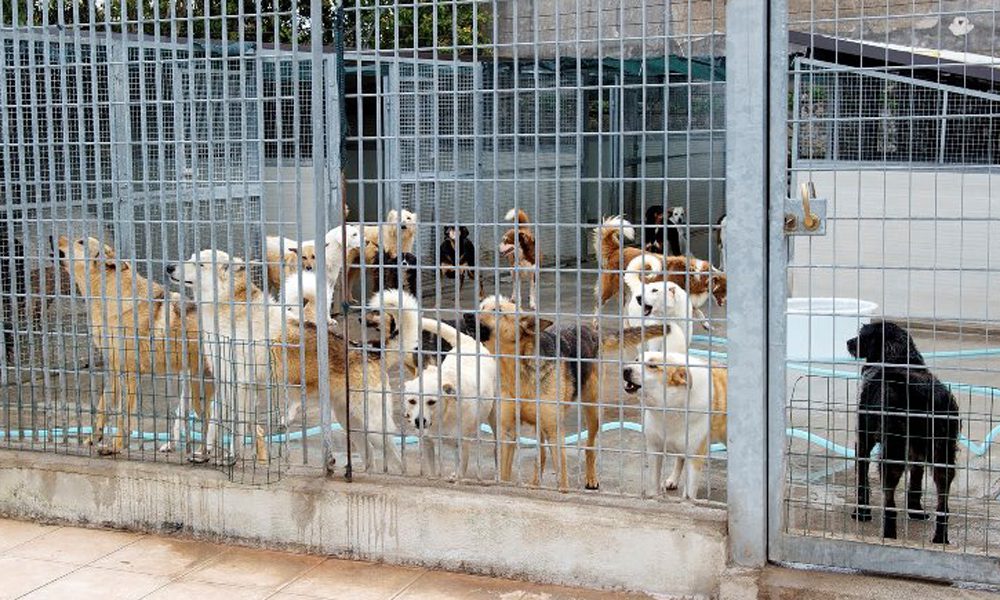 Palermo, 90 cani portati via dal canile: è guerra tra comune e animalisti