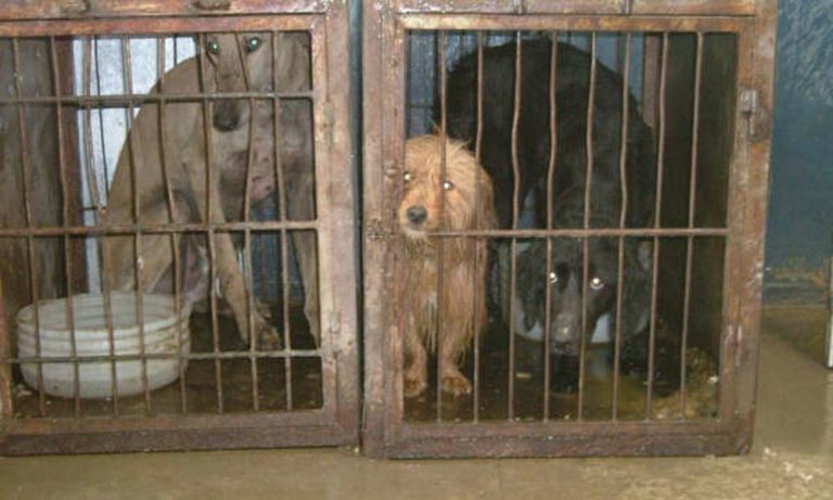 #Iostoconlavita: animalisti di tutta Italia uniti contro la crudeltà delle perreras spagnole
