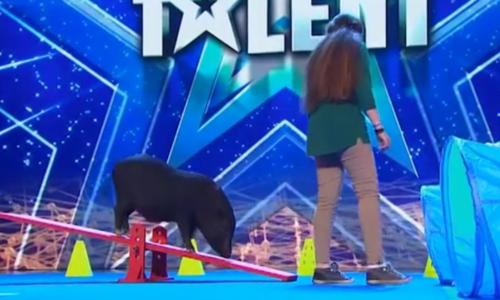 Pongo: il maialino che ha conquistato Italia's Got Talent [VIDEO]