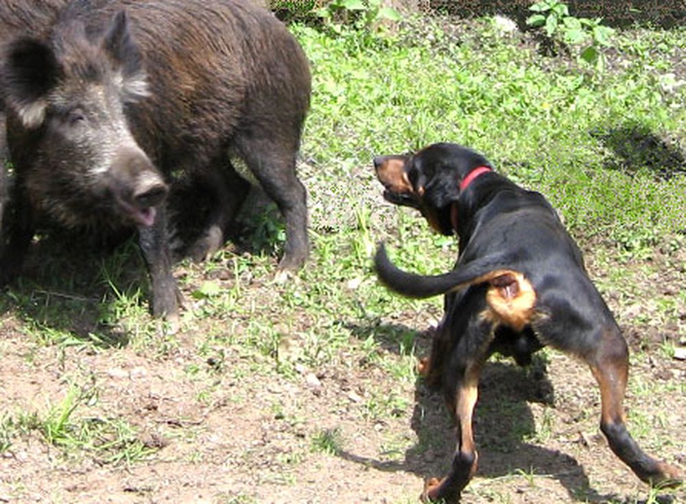 Combattimenti cani-cinghiali: ENPA e LEIDAA si costituiranno parte civile nel processo contro i responsabili