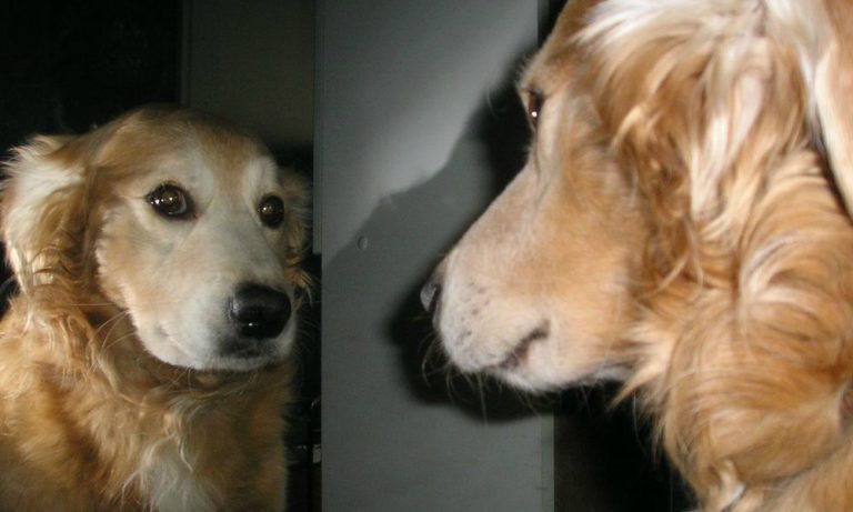L’incredibile reazione di un cane allo specchio [VIDEO]