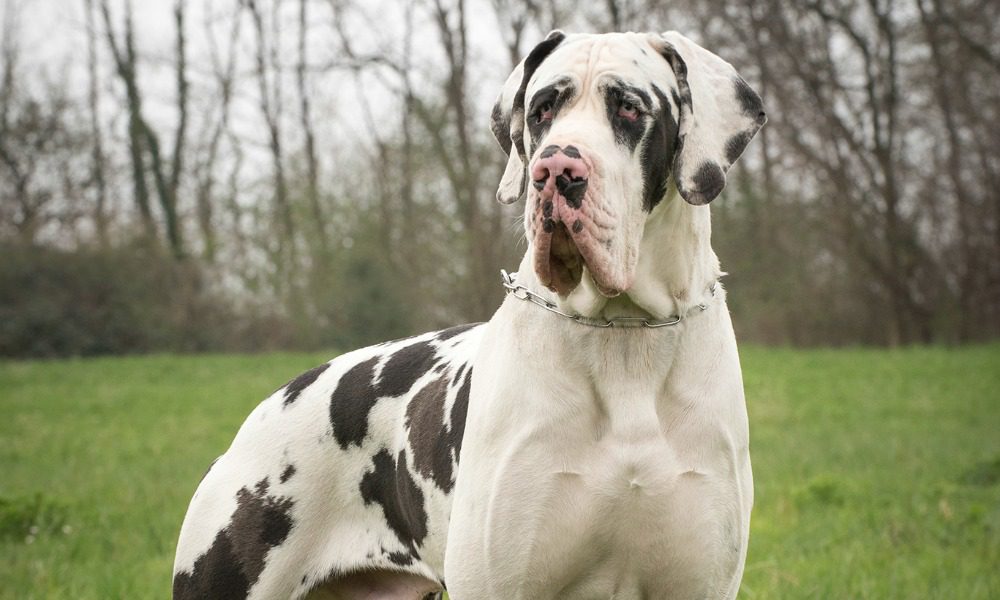 Cane eroe: fa fuggire la nomade che stava portando via la bimba di casa