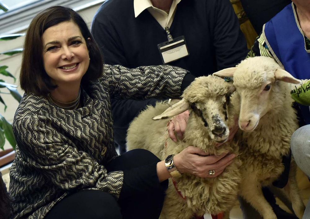Pasqua: duro scontro tra Renzi e Brambilla sul tema degli agnelli