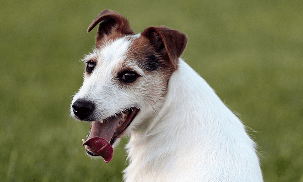 Fermi all'autogrill, il cane si mette paura e scappa: ma la polizia...