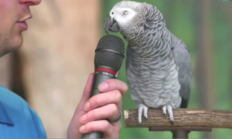 Einstein: il pappagallo imitatore [VIDEO]