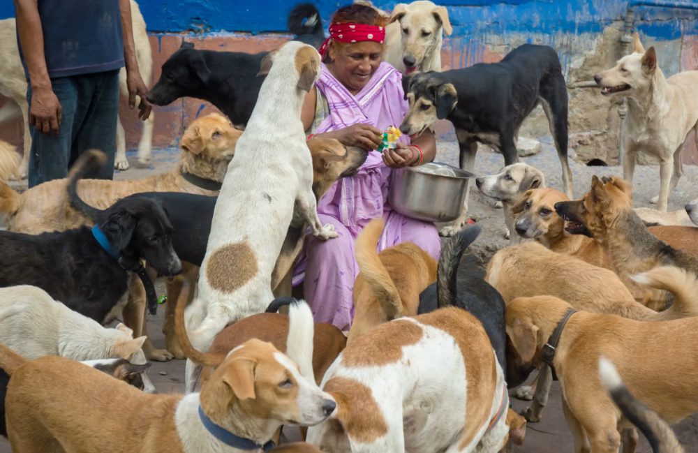 Sfama ogni giorno 400 cani: la commovente storia di Pratima Devi [VIDEO]