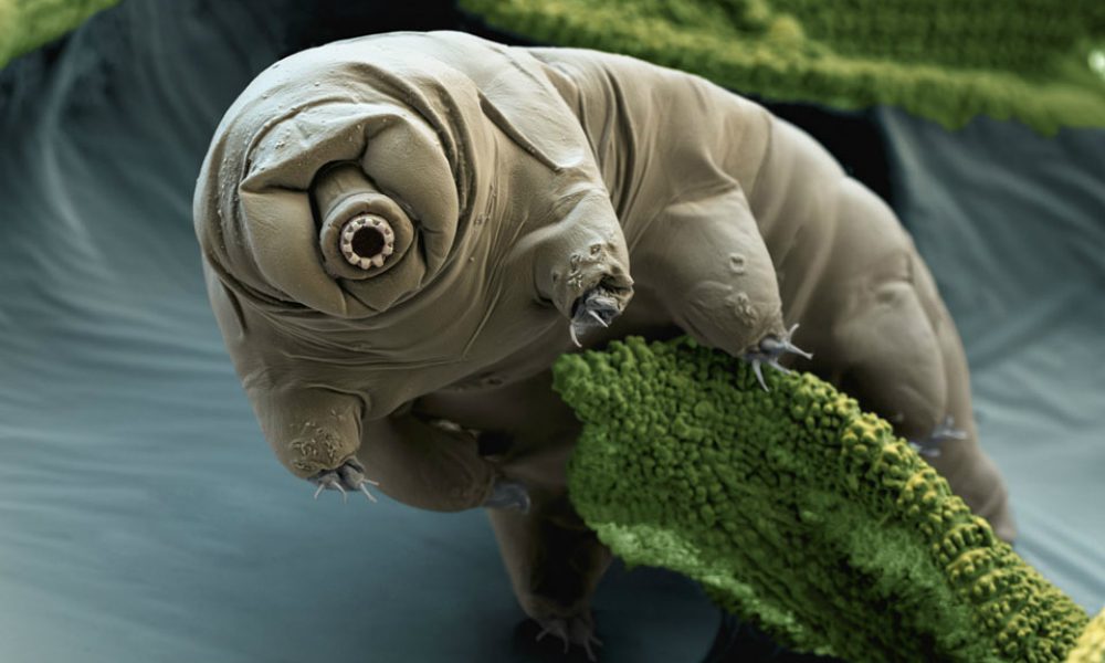 L’incredibile indistruttibilità dei tardigradi [VIDEO]