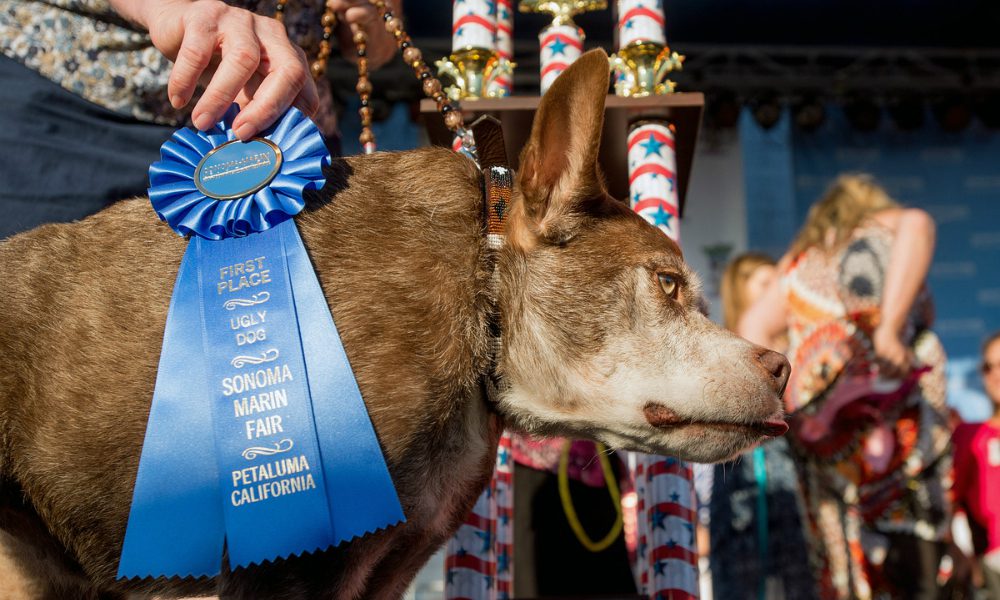 World’s Ugliest Dog Contest 2017: chi si aggiudicherà il titolo del cane più brutto del mondo?