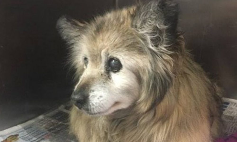 Jaripo, il cane di 18 anni che ha commosso il web