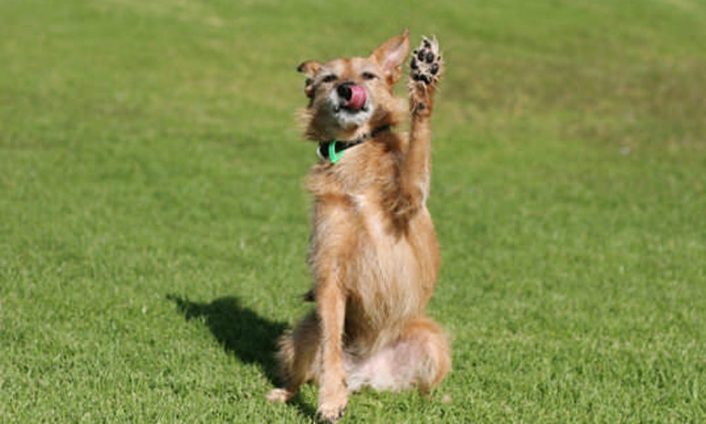 Perché il cane non obbedisce ai comandi?