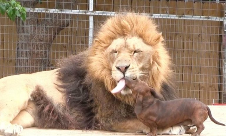 Il bassotto che ha salvato la vita a un leone [VIDEO]