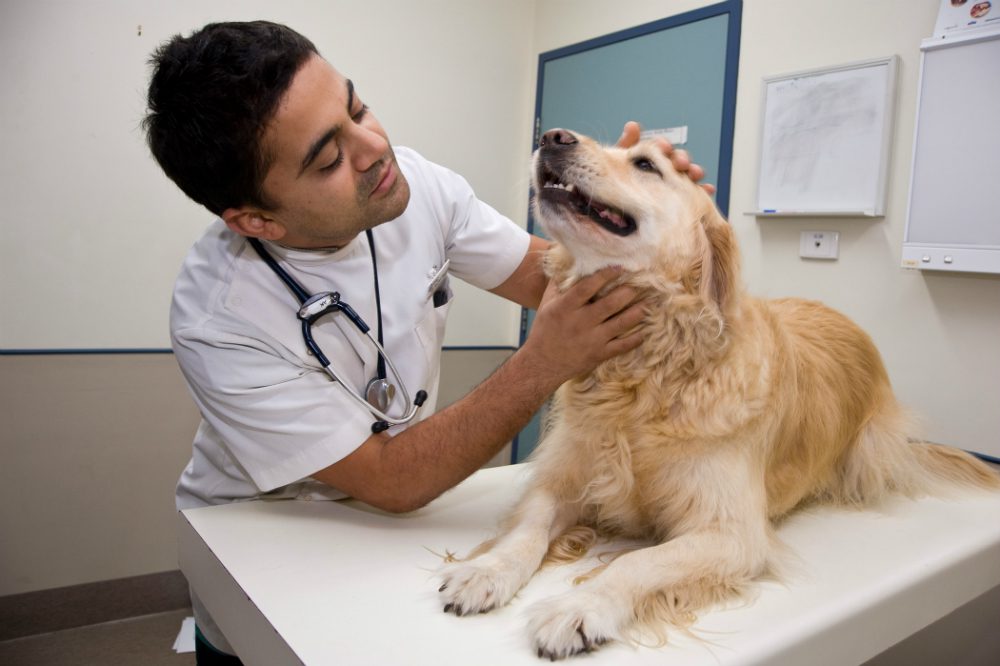 “L’Esperto risponde”: l’ipotiroidismo del cane