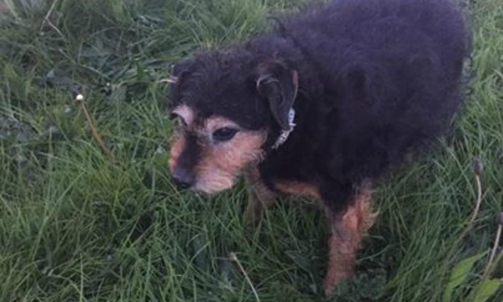 Cane di 12 anni abbandonato in un campo con un biglietto: "Non ne ho bisogno"