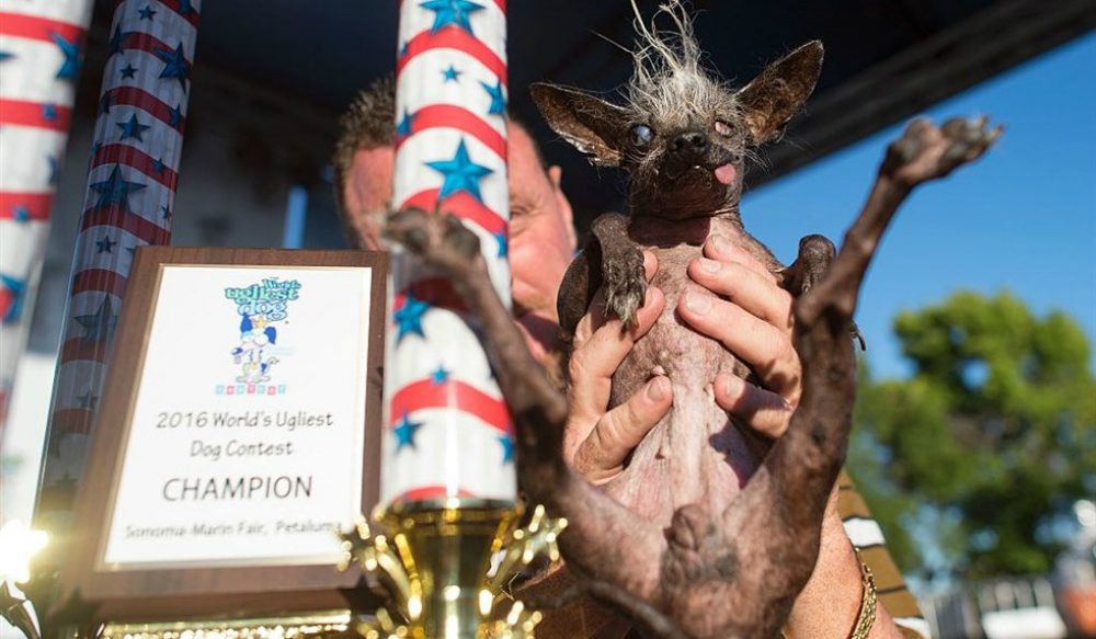 World’s Ugliest Dog Contest 2017: chi si aggiudicherà il titolo del cane più brutto del mondo?