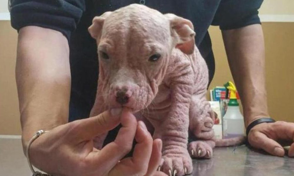 Cuccioli gettati via perché senza pelo: la loro storia commuove il web [FOTO]