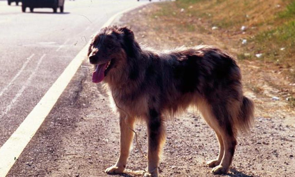 Se il cane è solo in strada: regole d'oro per avvicinarlo senza creare incidenti