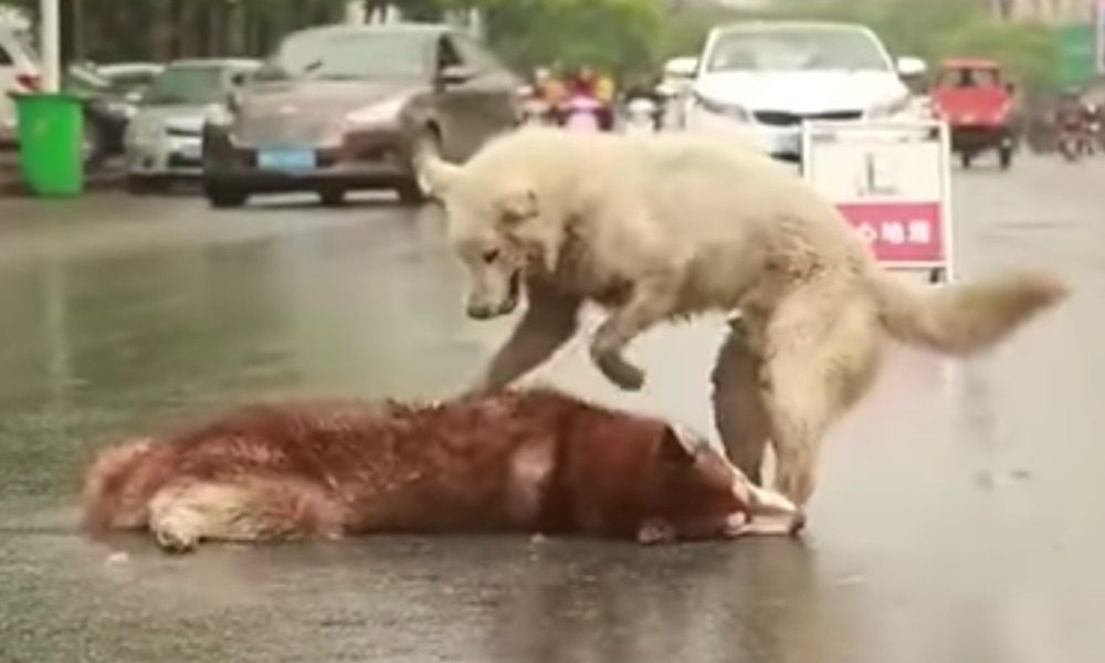 Il cane viene investito: l'amico tenta di farlo alzare per salvarlo [VIDEO]