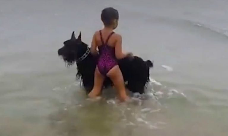 Un cane molto protettivo… [VIDEO]