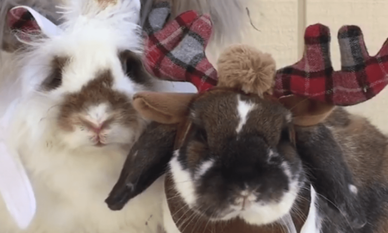 Pasqua: 5 motivi per non regalare un coniglio [VIDEO]