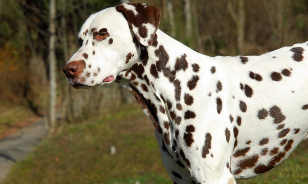 Abbandona in giardino il cane ustionato e agonizzante per giorni