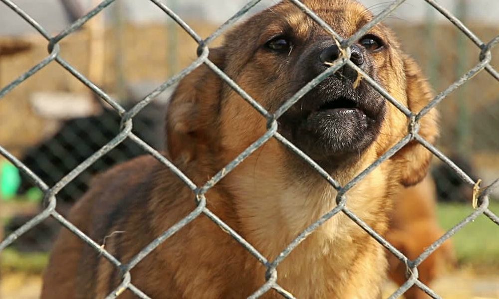 Causò la morte atroce di centinaia di cani privandoli di acqua e cibo e facendoli sbranare tra loro: dovrà rispondere in giudizio