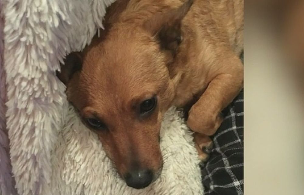 Terrore in California: puma entra in casa e rapisce il cane
