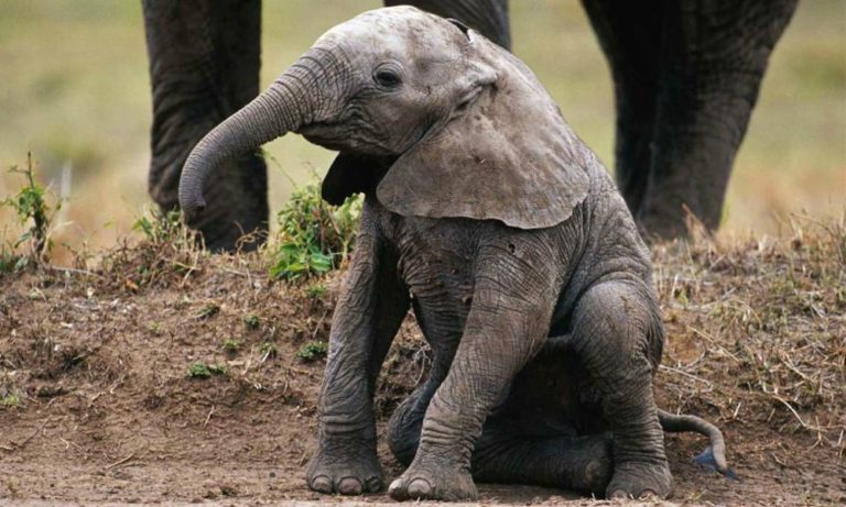 Elefantino in difficoltà: i genitori si precipitano in suo soccorso [VIDEO]