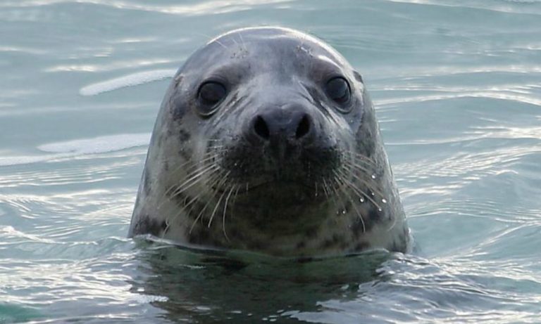 Il take away di una foca affamata… [VIDEO]