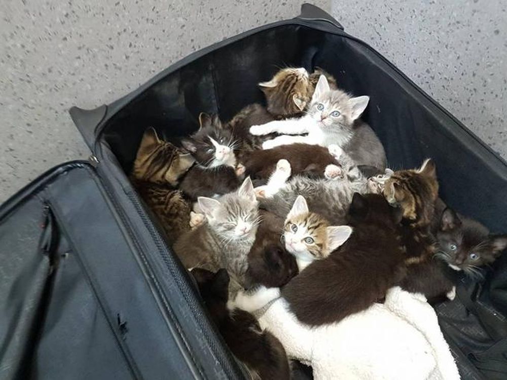 Quindici gattini abbandonati in una valigia 
