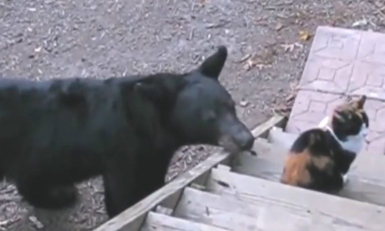Gatto vs orso: un match incredibile [VIDEO]