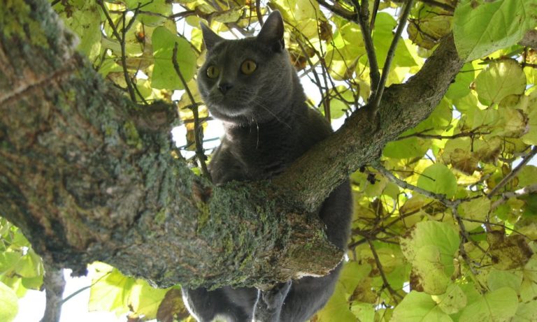 L’incredibile avventura di un gatto bloccato su un albero