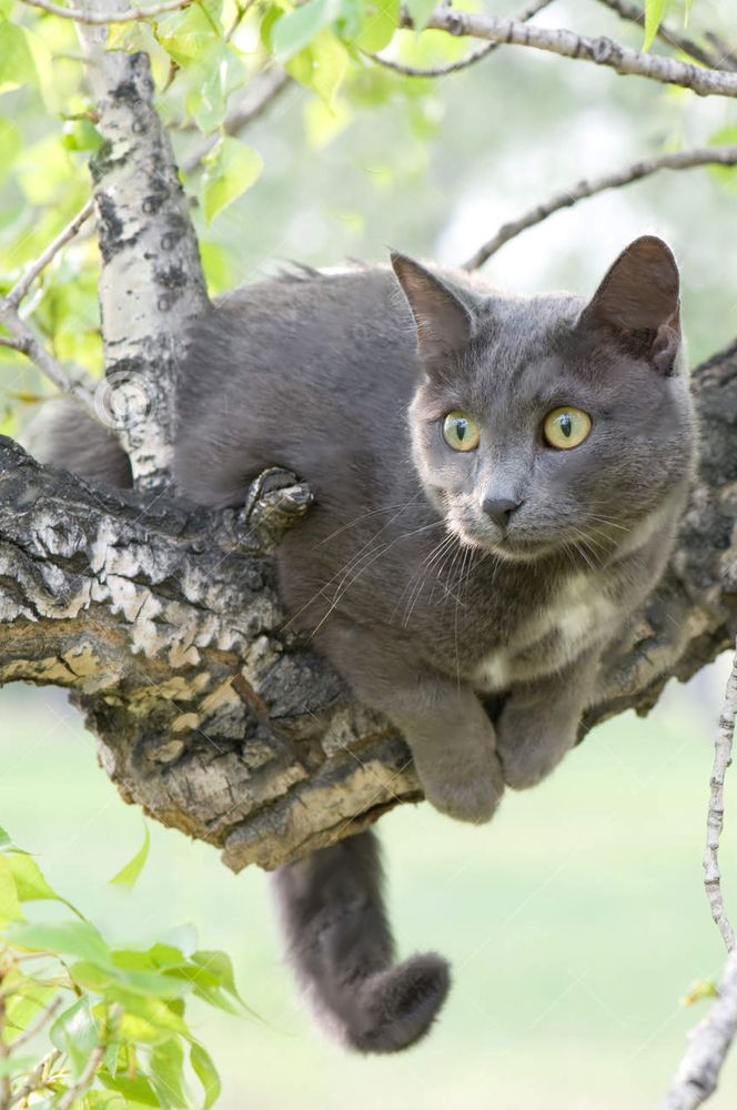 L’incredibile avventura di un gatto bloccato su un albero